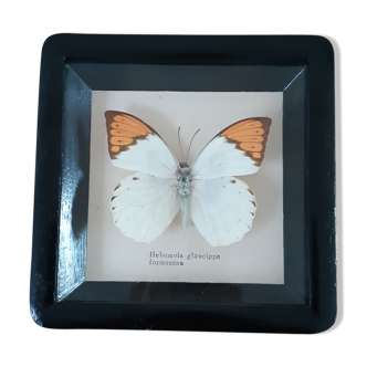 Butterfly frame
