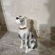Ceramic dog