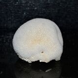 Cabinet of curiosity in white coral