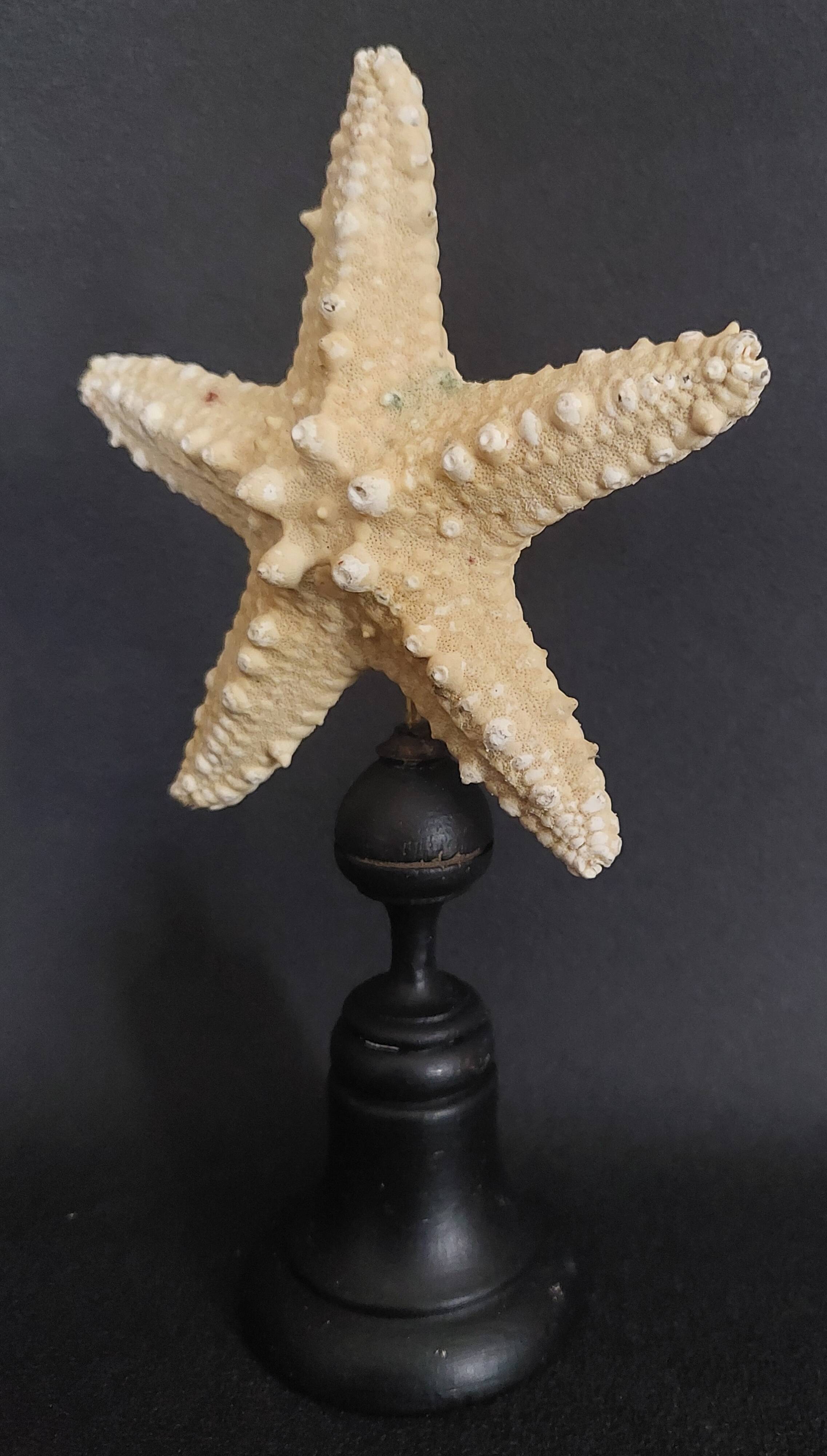 Cabinet of Curiosities starfish protoreaster nodosus on base