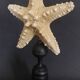 Cabinet of Curiosities starfish protoreaster nodosus on base