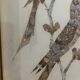 cadre sous verre aux oiseaux