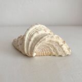 Old natural shell holy water font with empty pocket