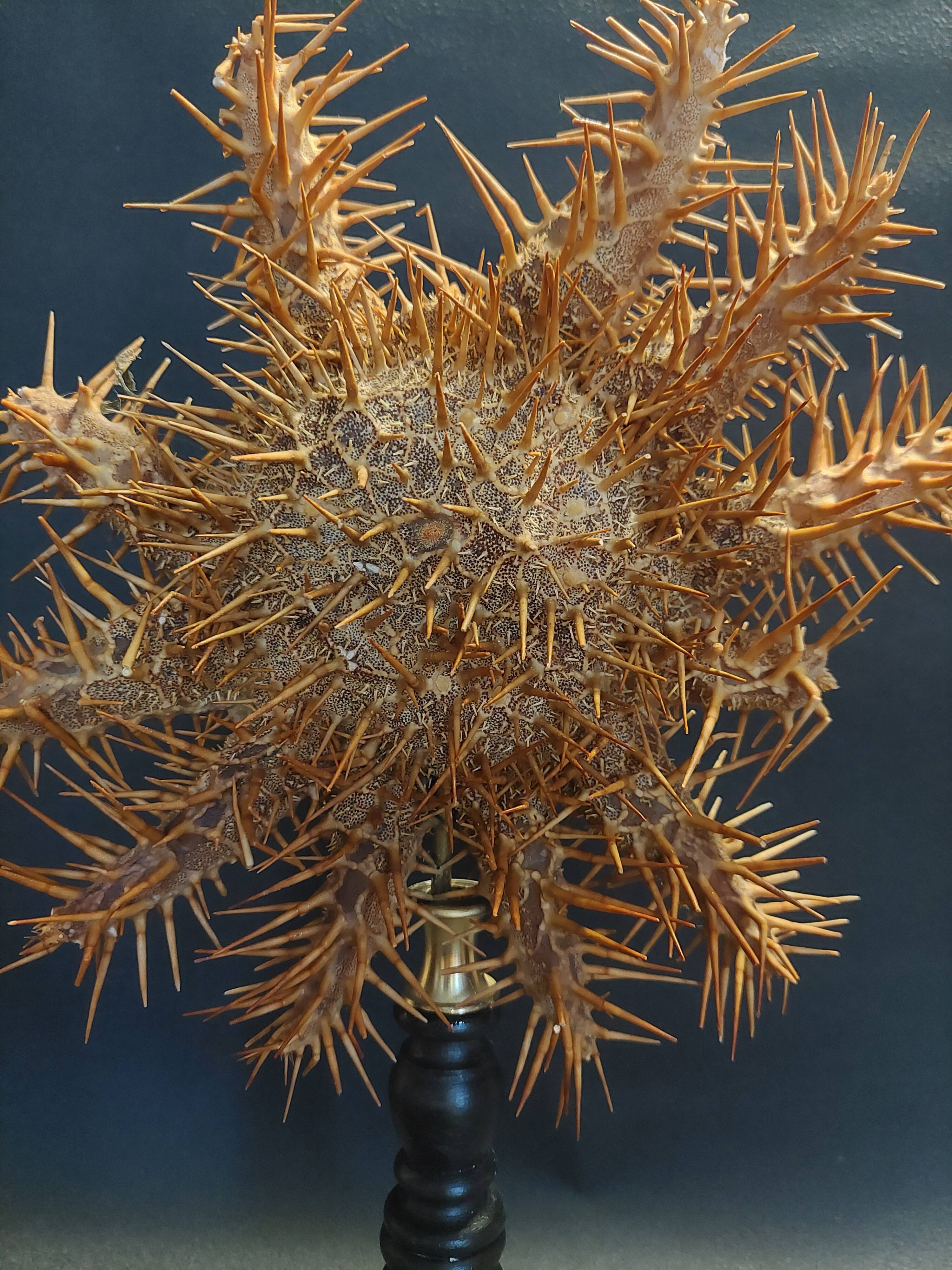 Cabinet de Curiosités étoile de mer acanthaster planci sur socle