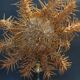 Cabinet de Curiosités étoile de mer acanthaster planci sur socle