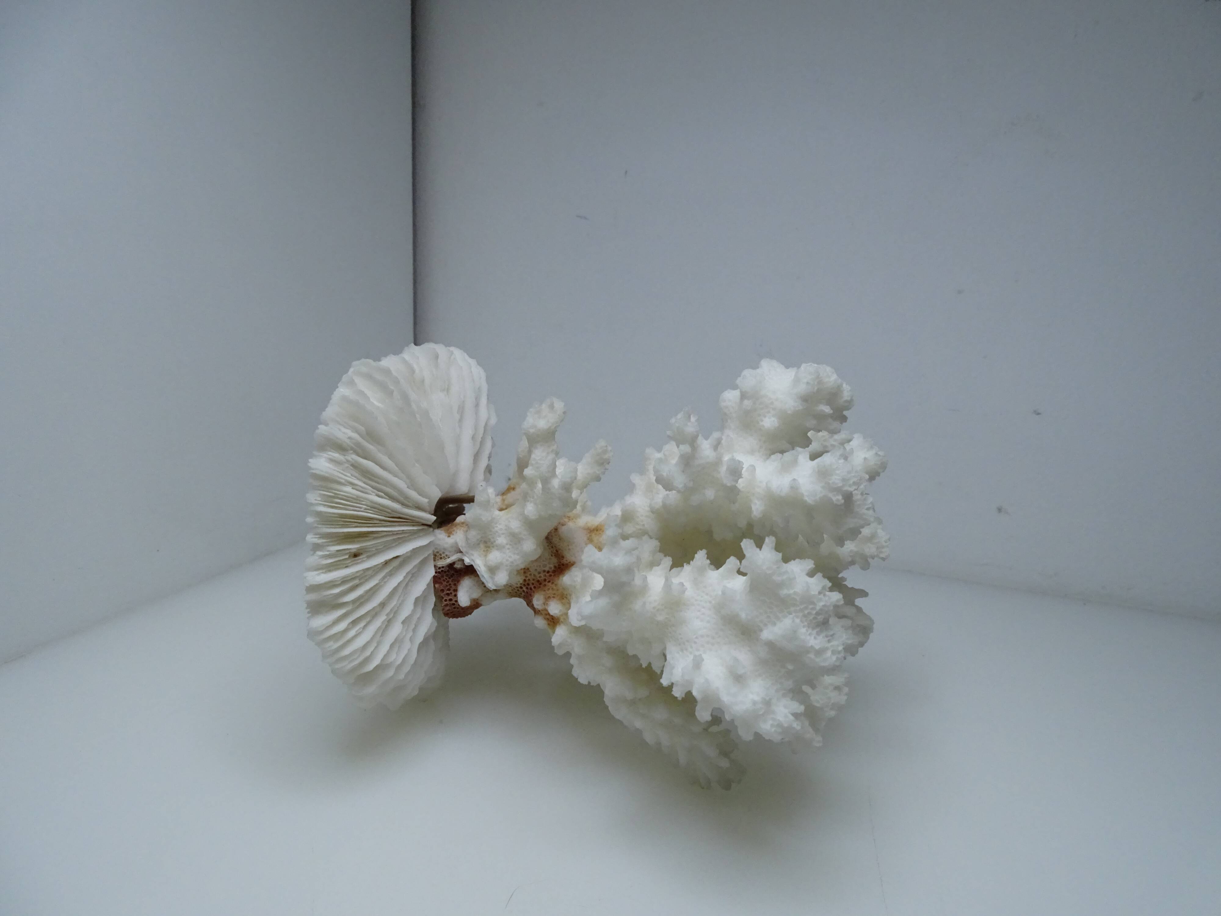 White coral on ancient base