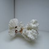 White coral on ancient base