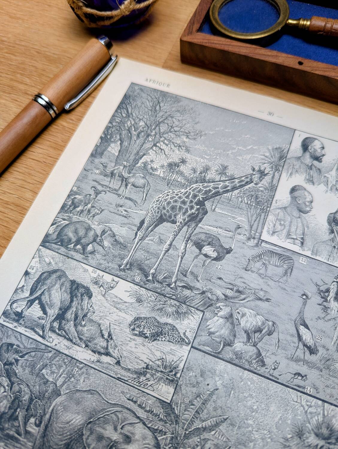 Printed in 1921, engravings of Africa.