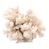 White coral, 70s