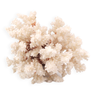 White coral, 70s