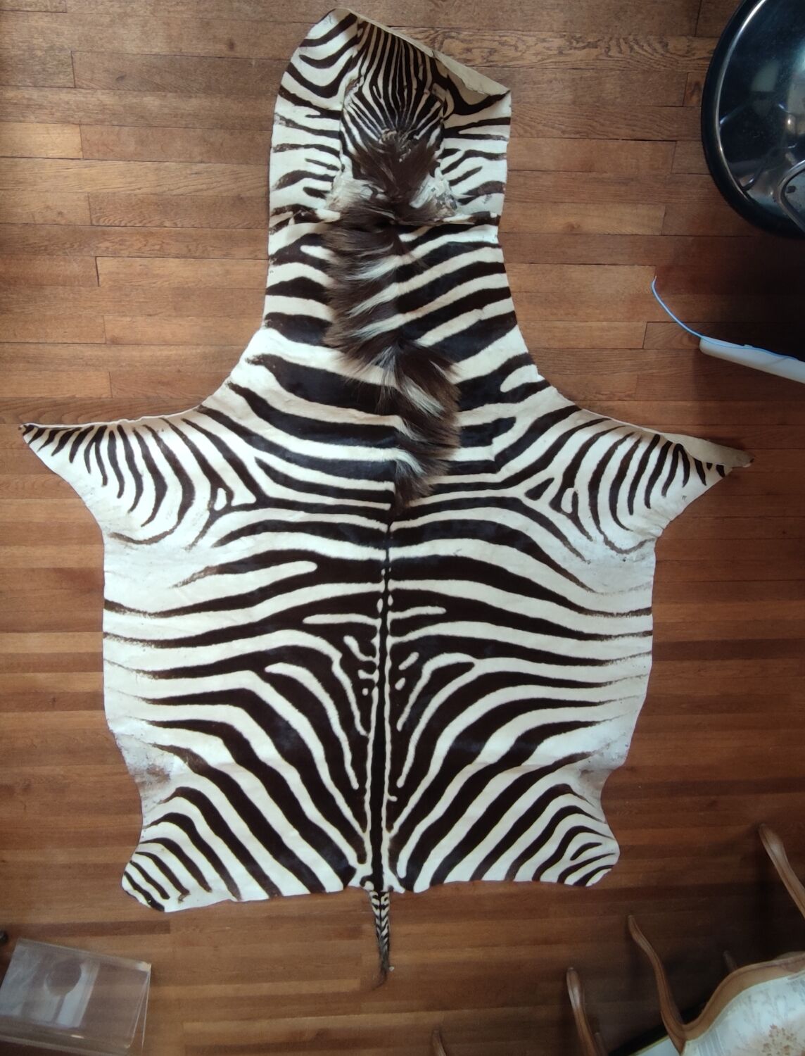 Zebra skin rug