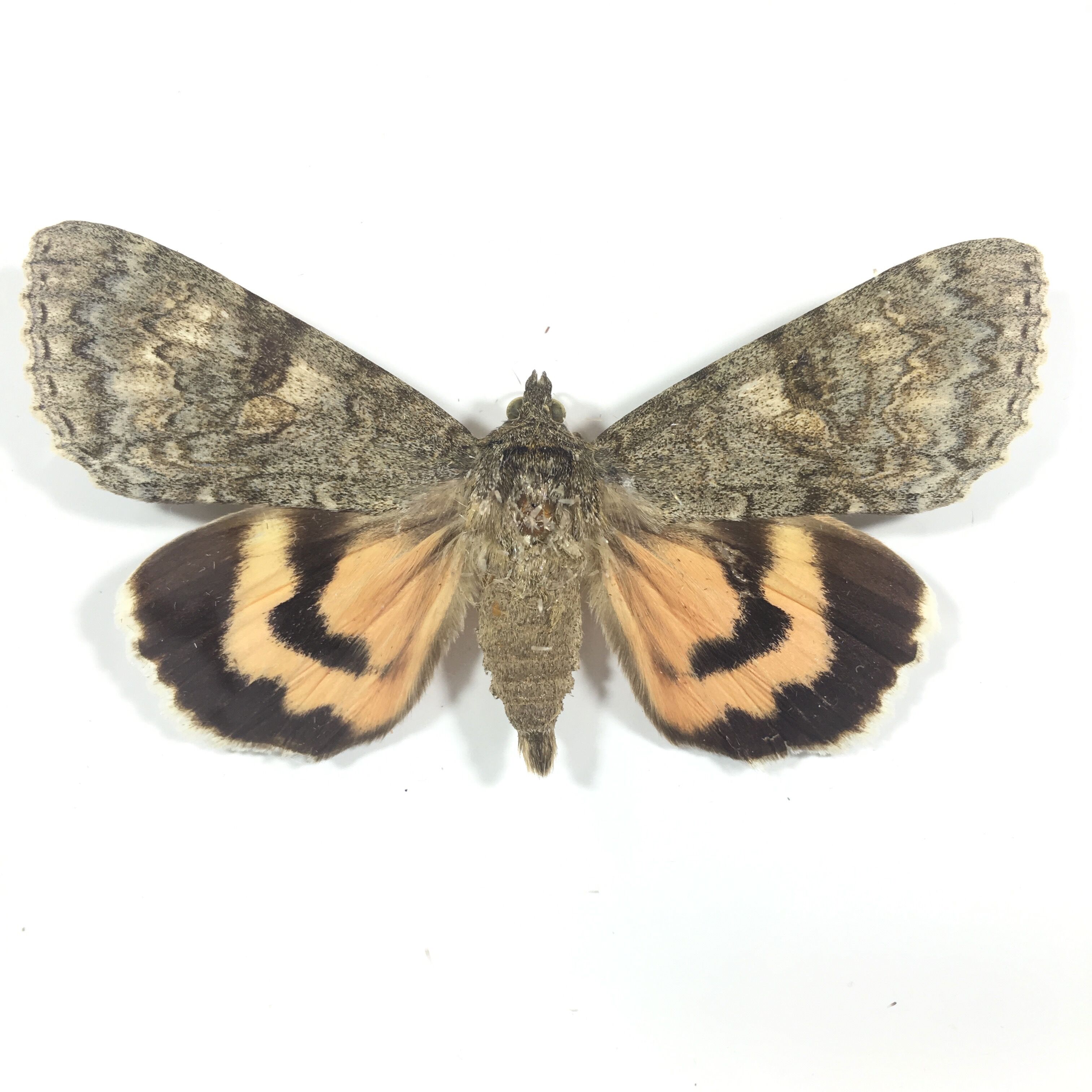 Naturalized butterfly box