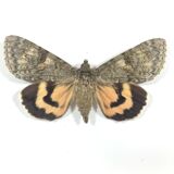 Naturalized butterfly box