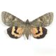 Naturalized butterfly box
