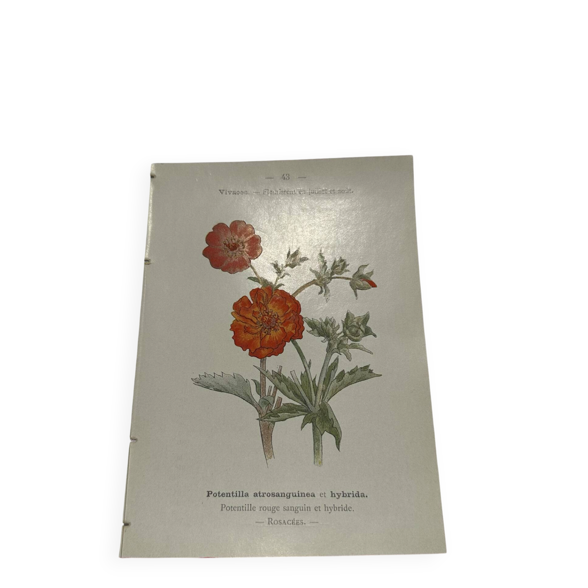 Old double-sided botanical engraving naturalist plate 1800