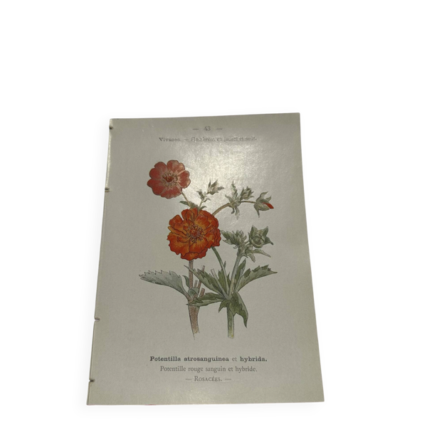 Gravure botanique ancienne double face planche naturaliste 1800