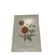 Old double-sided botanical engraving naturalist plate 1800
