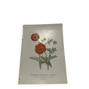 Old double-sided botanical engraving naturalist plate 1800