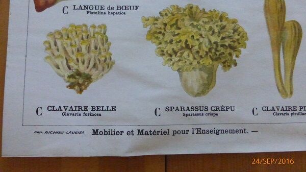 Educational poster DEYROLLE