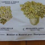 Educational poster DEYROLLE