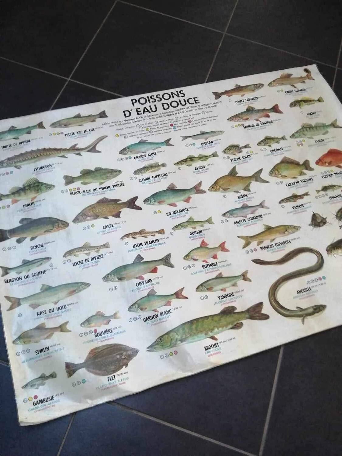 Affiche scolaire vintage poisson d’eau douce et de mer