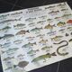 Affiche scolaire vintage poisson d’eau douce et de mer