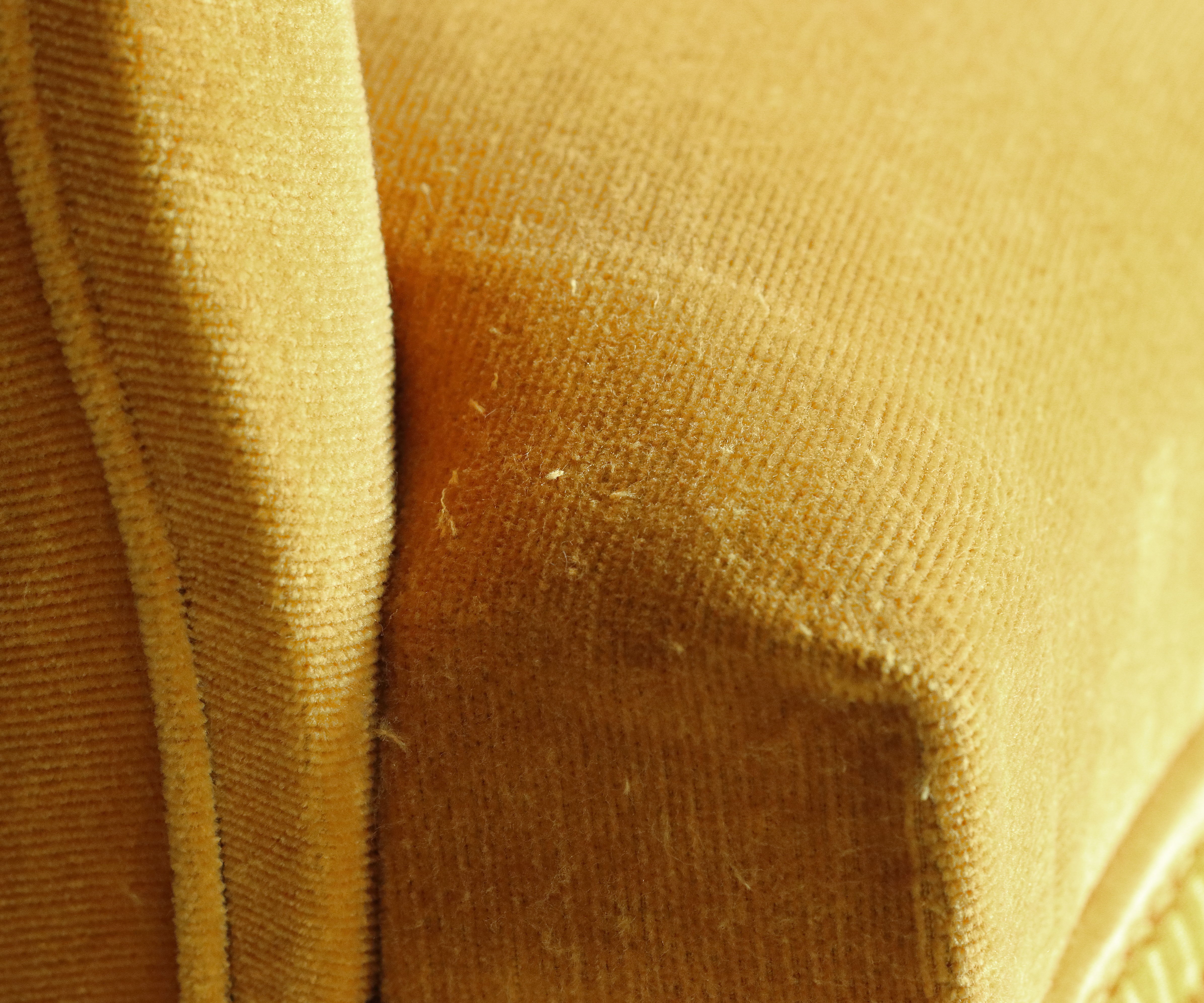 Mustard yellow velvet toad armchair