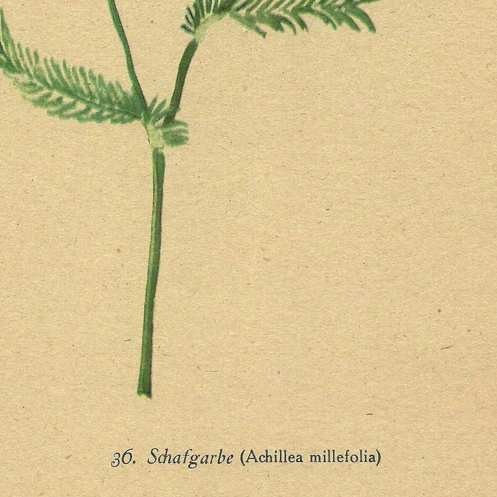 Antique illustration from 1948 of meadow flowers by H.Strache - Yarrow