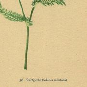 Antique illustration from 1948 of meadow flowers by H.Strache - Yarrow