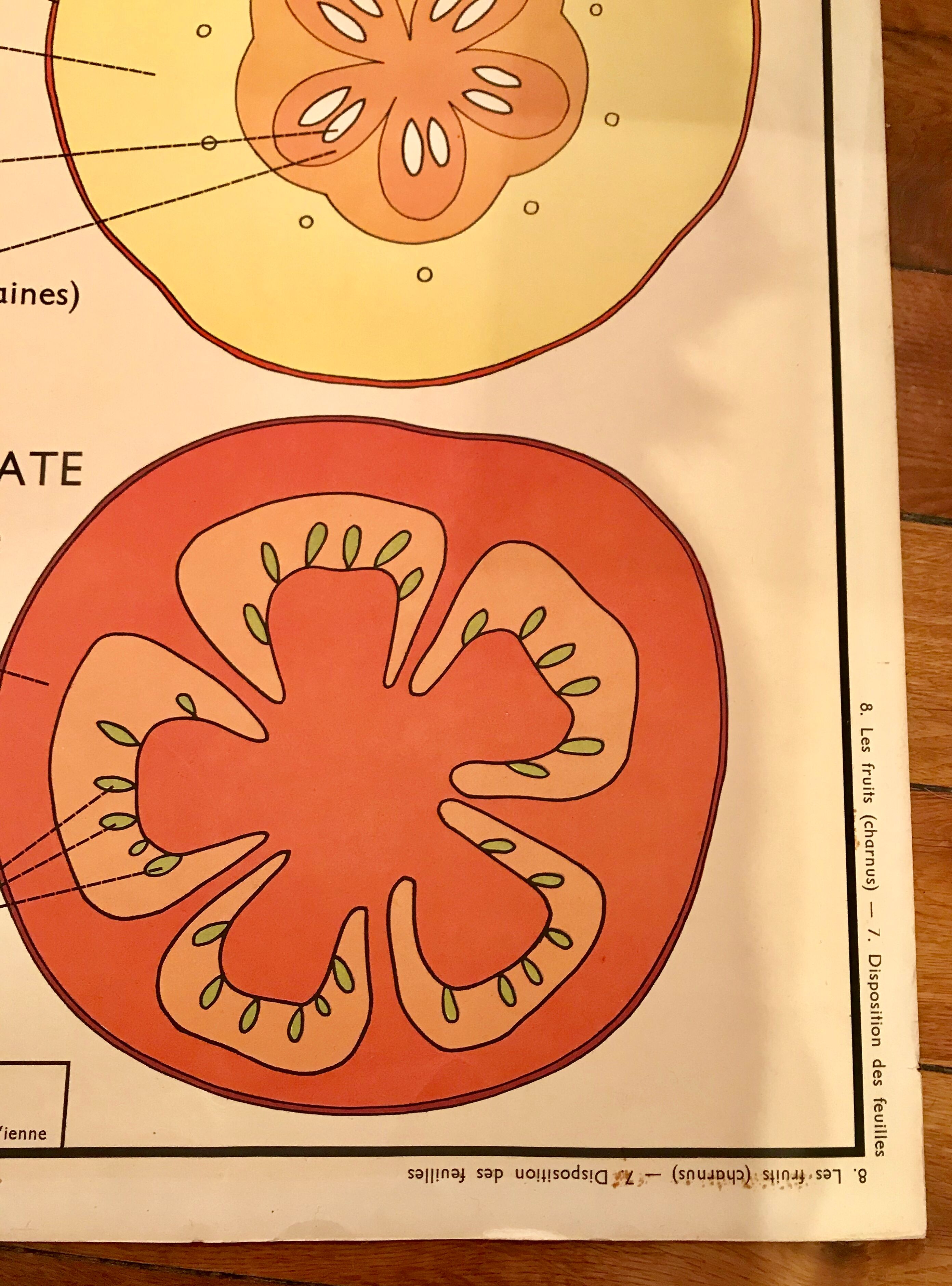 Displays educational fruit / leaves - Nightingale