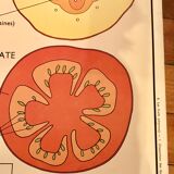 Displays educational fruit / leaves - Nightingale