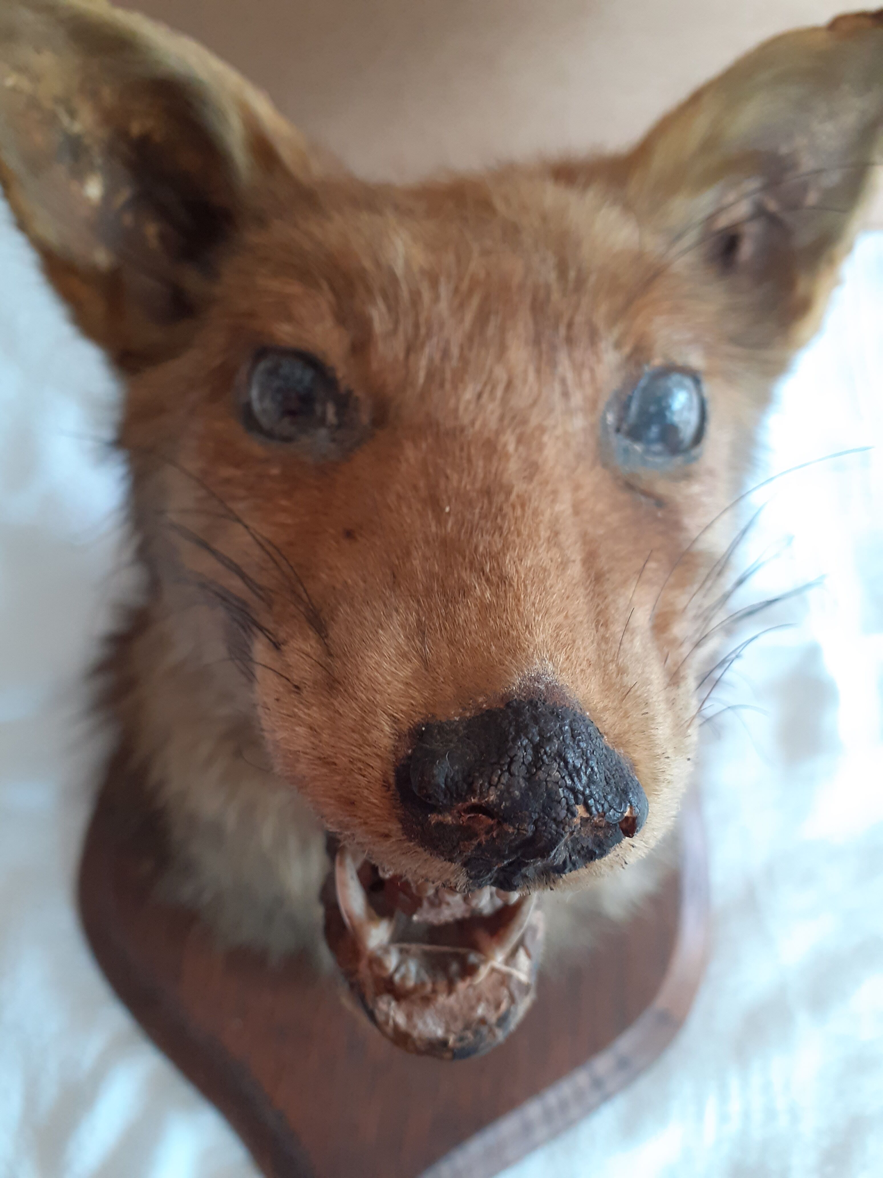 Ancient hunting trophy. Taxidermy. Good condition.