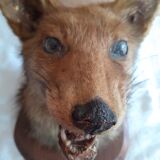 Ancient hunting trophy. Taxidermy. Good condition.