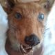Ancient hunting trophy. Taxidermy. Good condition.