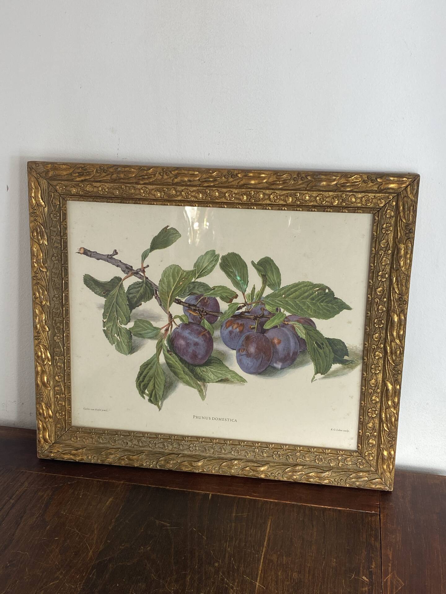 Botanical poster, Prunus Domestica, framed in glass wood.
