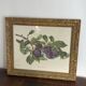 Botanical poster, Prunus Domestica, framed in glass wood.