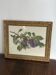 Affiche botanique, Prunus Domestica, encadrement en bois vitré