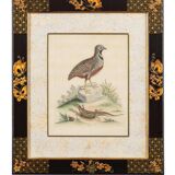 12 hand-coloured ornithological engravings from 1740 by George Edwards.