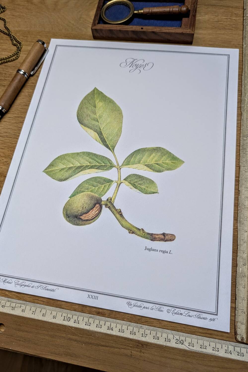 Printed in 1986, The Walnut Tree. Vintage Botanical