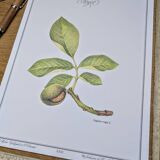 Printed in 1986, The Walnut Tree. Vintage Botanical
