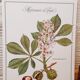 Planche botanique maronnier