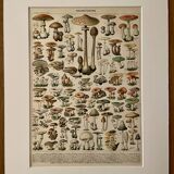 Lithograph on mushrooms (of Caesars) - 1900
