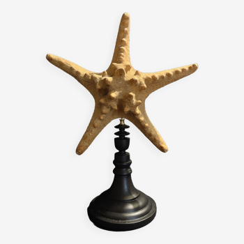 Cabinet of Curiosities starfish protoreaster nodosus on pedestal