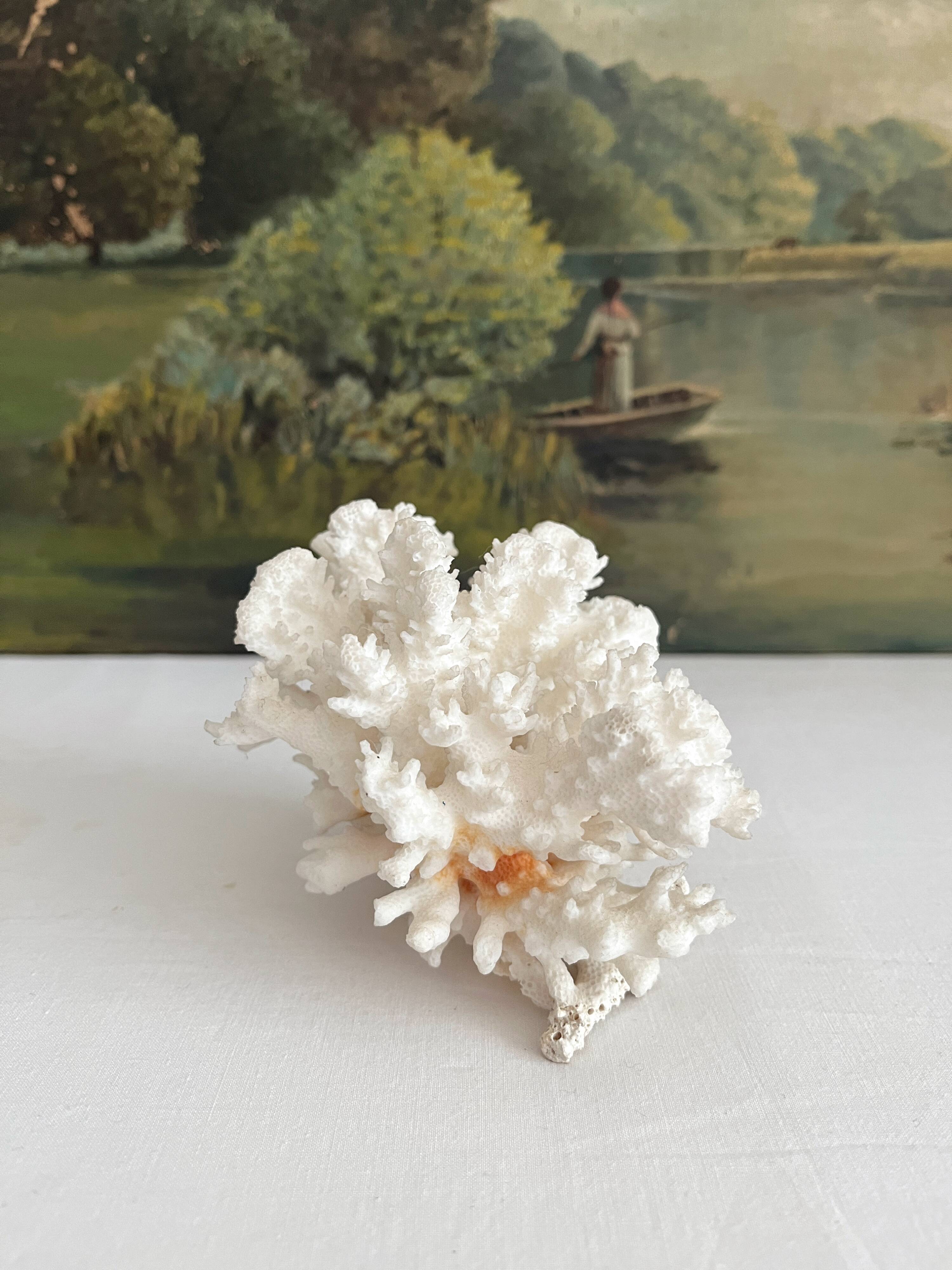 White coral old cabinet of curiosities