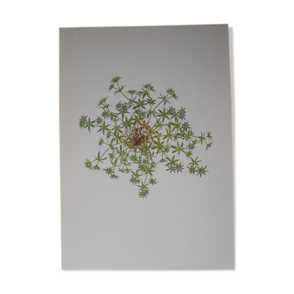 Botanical plate Rubella of the fields