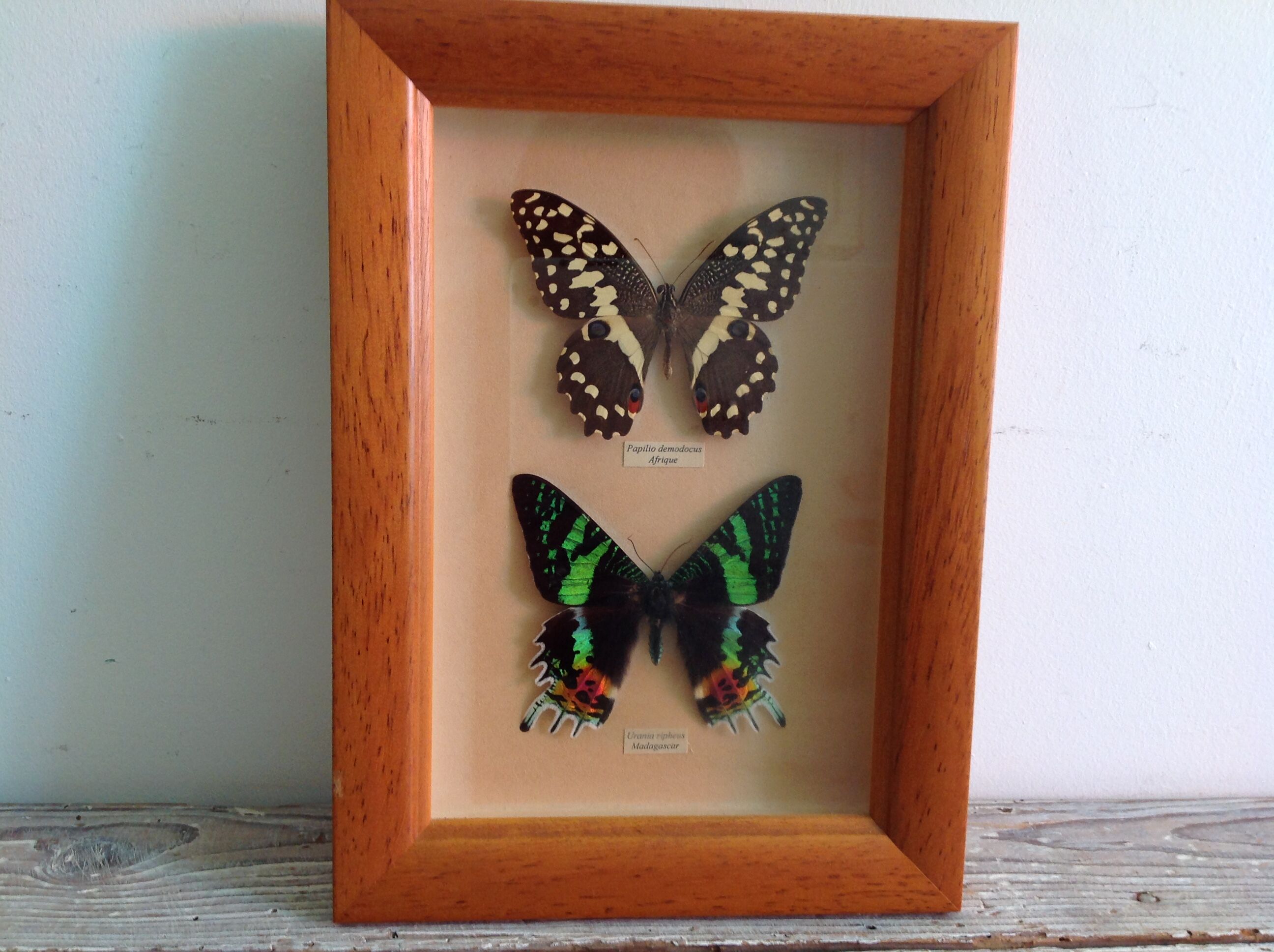 Butterfly frame