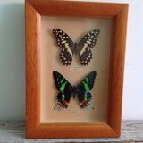Butterfly frame