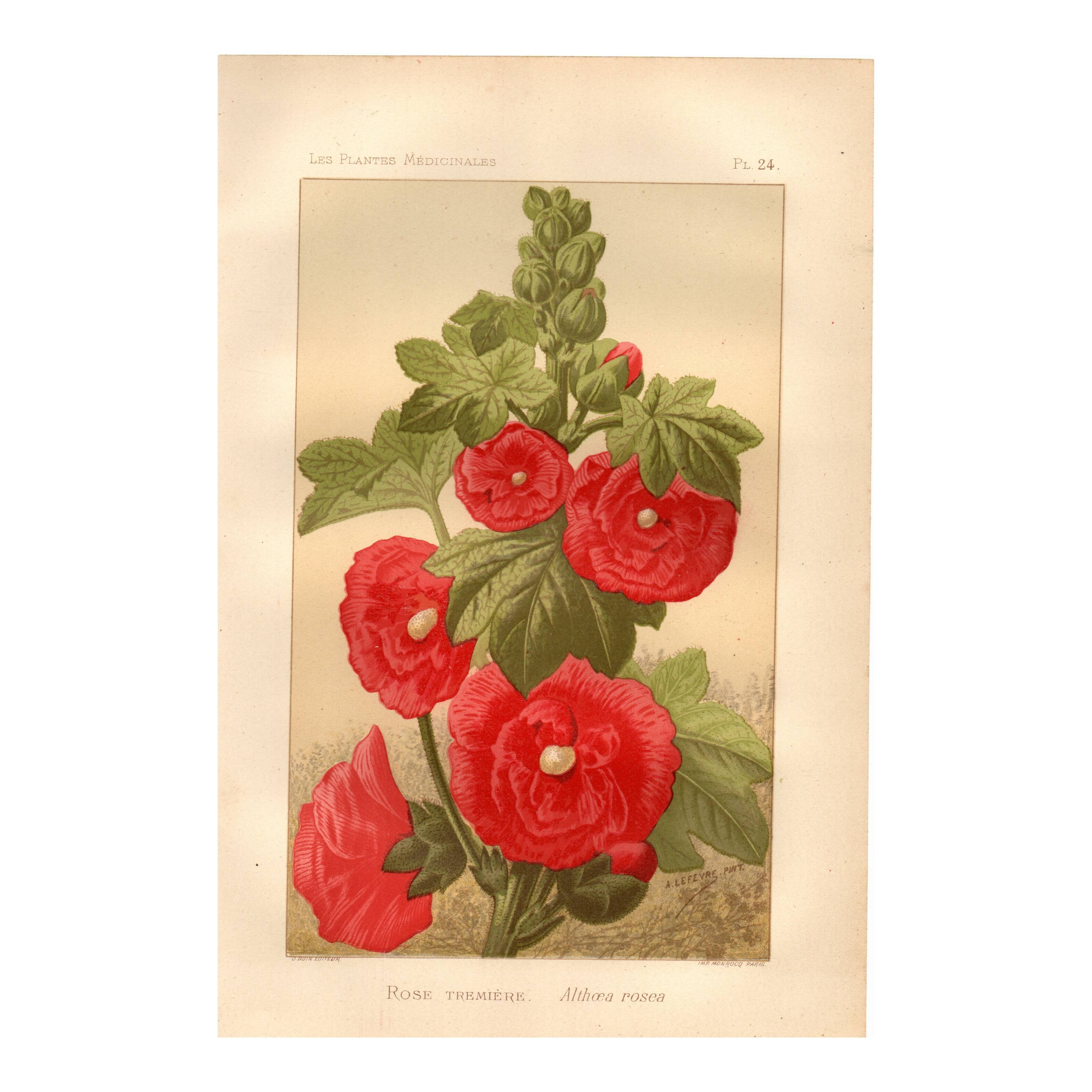 Old engraving from 1889 - Hollyhock. Red floral lithograph.
