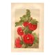 Old engraving from 1889 - Hollyhock. Red floral lithograph.