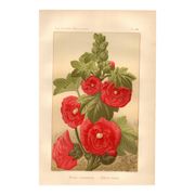 Old engraving from 1889 - Hollyhock. Red floral lithograph.